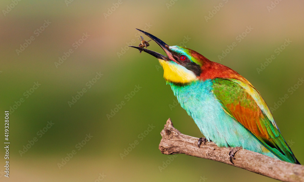 bee-eater beautiful bird eating a bee bee-eater beautiful bird eating a bee