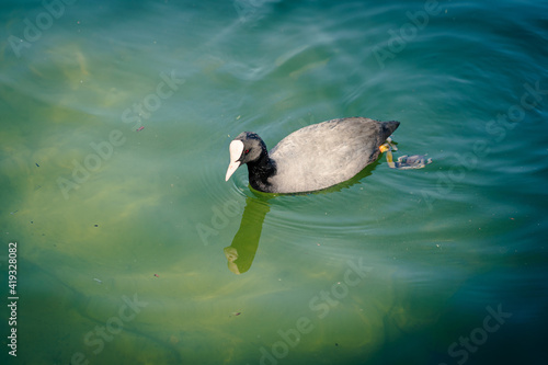 Fotografie Fulica atra, focha común nadando en lago