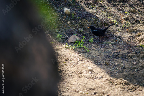 Fototapeta Mirlo buscando comida en el suelo, Turdus infuscatus