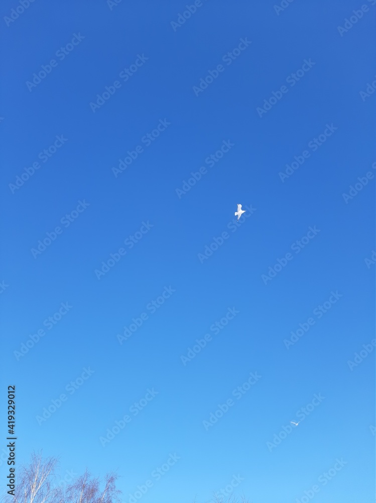 White swallow flies in the blue clear sky White swallow flies in the blue clear sky