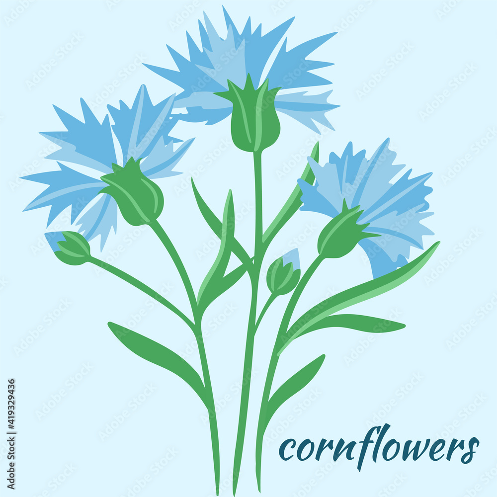 Field cornflowers vector illustration. Small blue flowers with green leaves. Bouquet of wildflowers isolated object