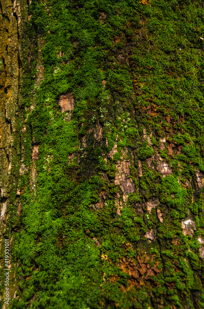 Tree trunk with green moss close up Tree trunk with green moss close up