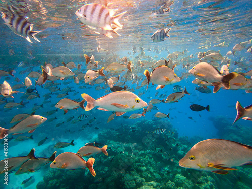 Banc de poissons, passe de Tiputa à Rangiroa, Polynésie française