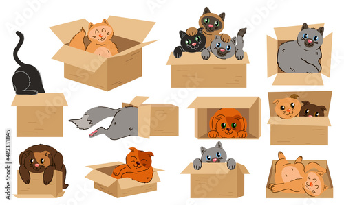 Cats in boxes sticker set. Animal above and behind, near and under the box. Isolated vector educational illustration in cartoon style