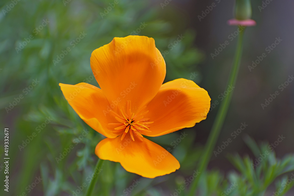 Macro view of lonely fresh bright orange - yellow californian poppy flower