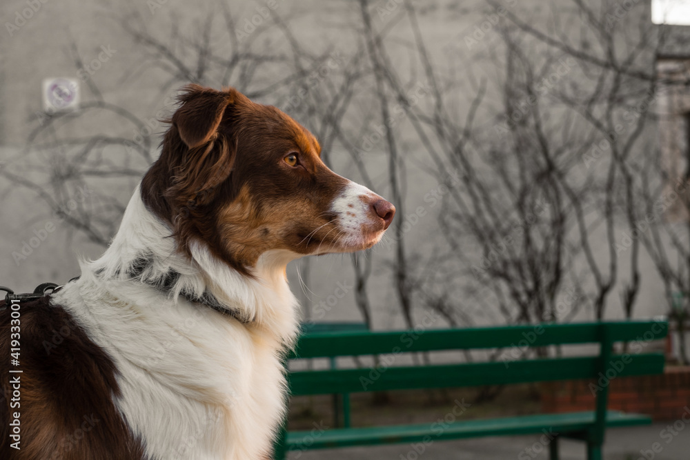 Adorable Australian Shepherd sitting in the sunshine.