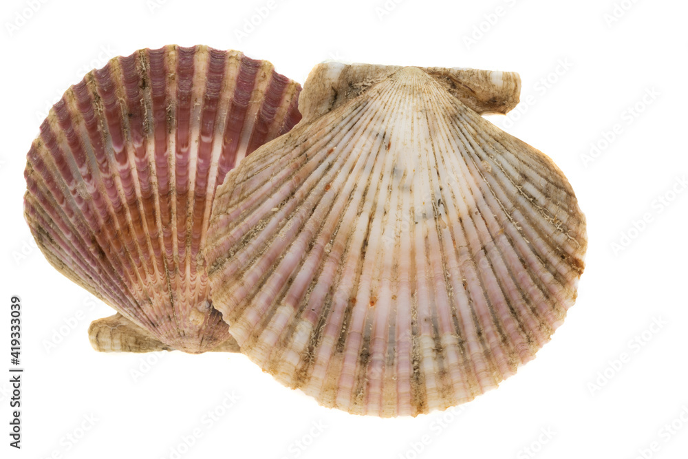 scallop shell isolated