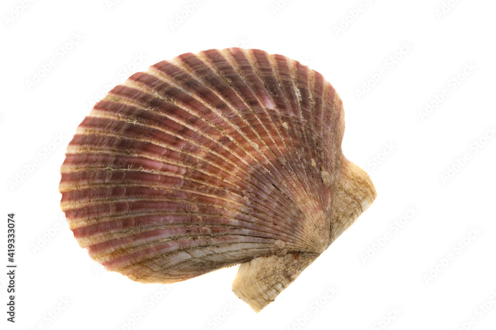 scallop shell isolated scallop shell isolated