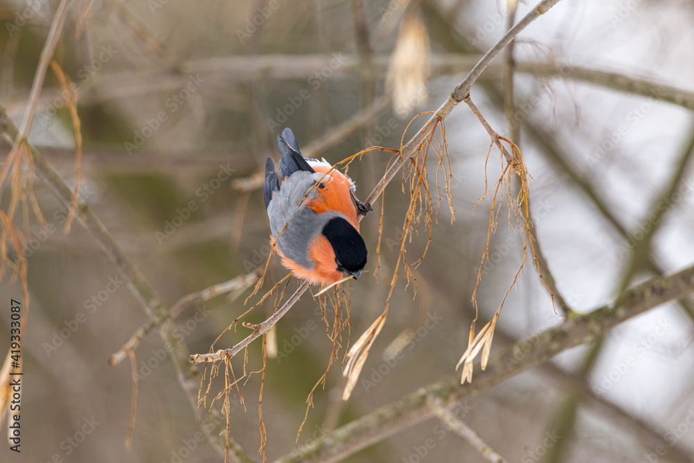 Bullfinch on a tree branch looking into the camera. Bullfinch on a tree branch looking into the camera.