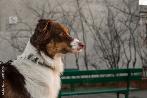 Adorable Australian Shepherd sitting in the sunshine.