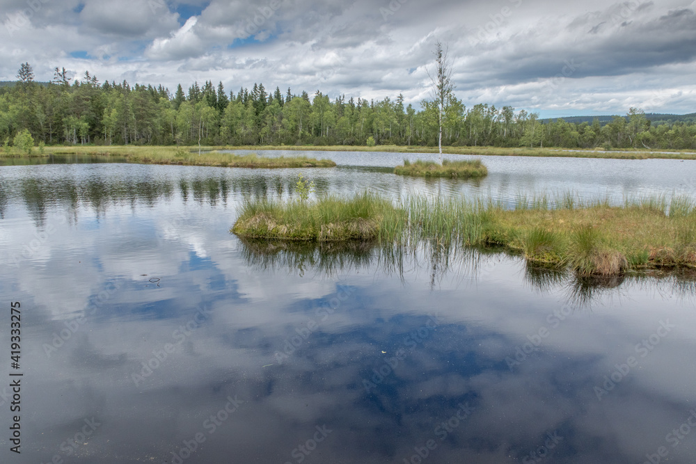 reflection of trees in water / Chalupska moor, Sumava national park, Czech Republic