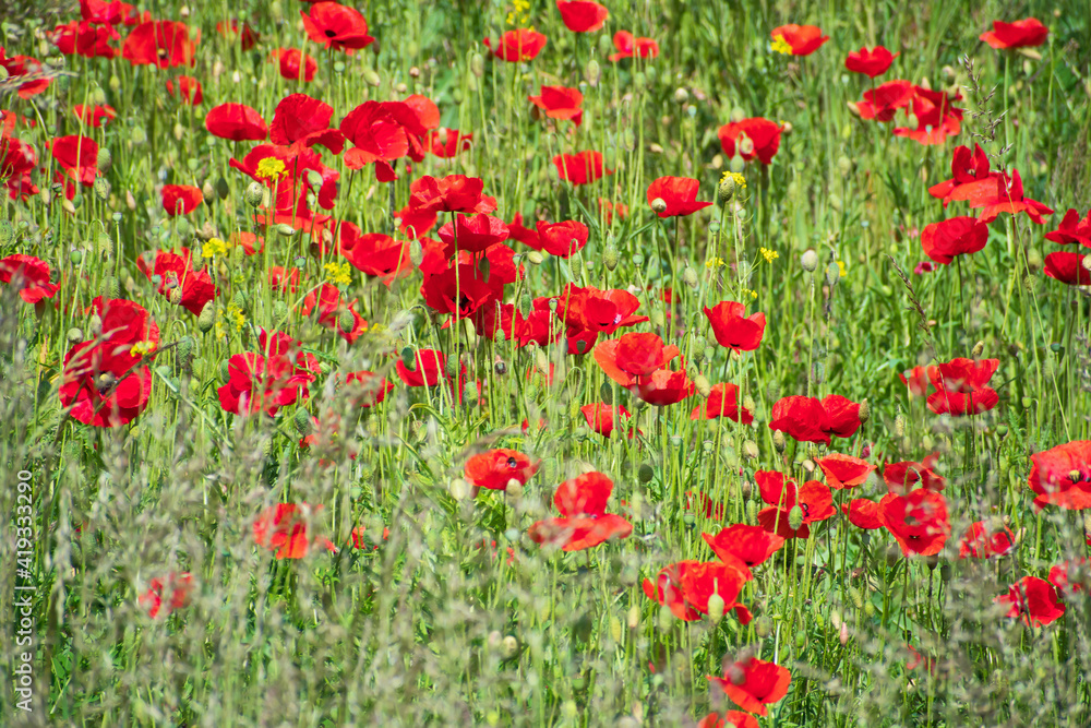 Meadow of fresh bright red  wild poppies and buds and other wild plants