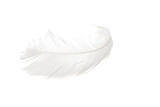 swan feather isolated