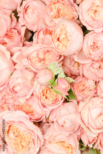 Many bright pink roses close up background.