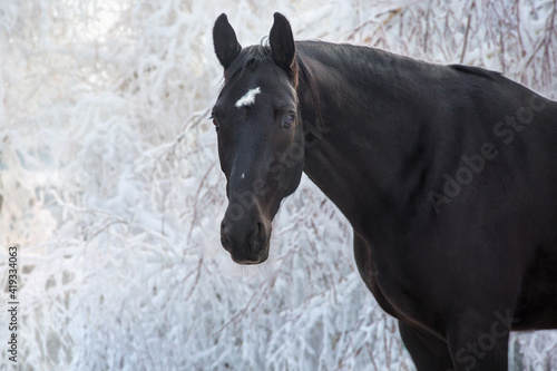 Black horse in snow frozen forest with pair from nostril © callipso88