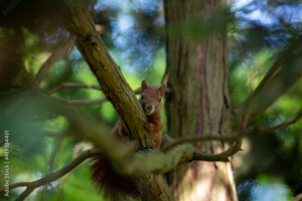 squirrel on a tree squirrel on a tree