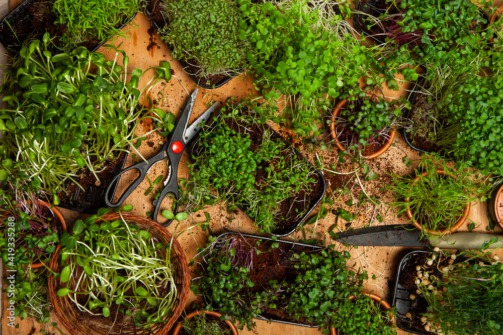 Micro greens are young vegetable greens that fall somewhere between sprouts and baby leaf vegetables. Micro greens may be eaten raw Micro greens are young vegetable greens that fall somewhere between sprouts and baby leaf vegetables. Micro greens may be eaten raw
