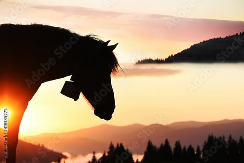 Silhouette of a horse grazing in a meadow in the dawn light in the mountains. Silhouettes of fir trees on the slopes of the mountains in the morning fog. 