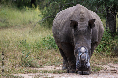 White rhino dehorning -  alert and well