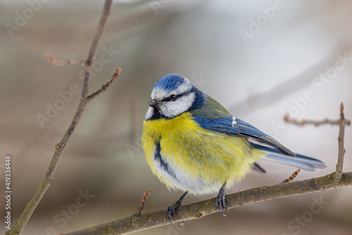 Blue tit looking from a tree branch at wintertime.