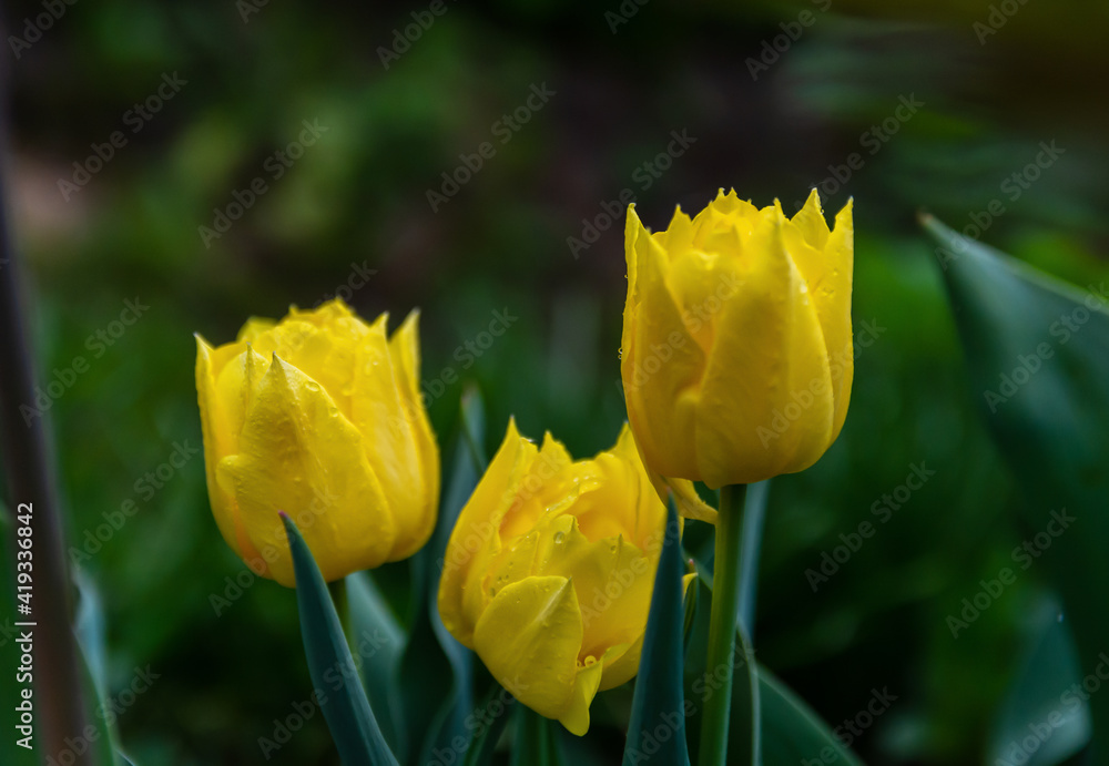 Three yellow tulips on a dark green background growing in the garden Three yellow tulips on a dark green background growing in the garden