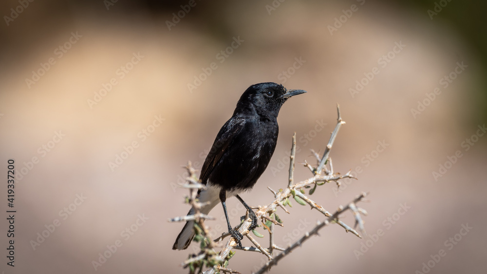 Isolated close up portrait of a White- crowned Wheatear bird in the wild- Southern Israel Isolated close up portrait of a White- crowned Wheatear bird in the wild- Southern Israel
