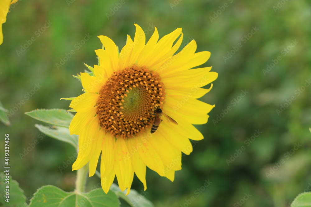 Beautiful sunflower field on summer Beautiful sunflower field on summer
