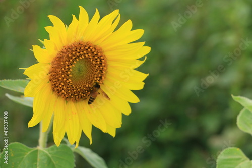 Beautiful sunflower field on summer