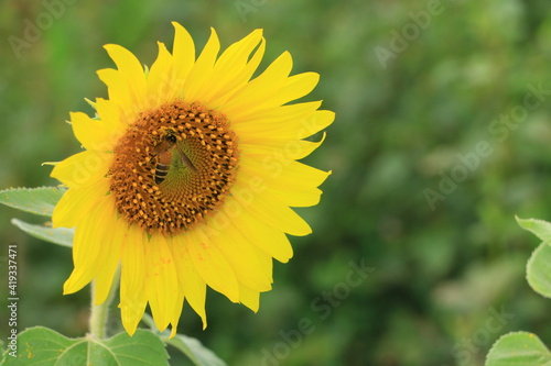 Beautiful sunflower field on summer