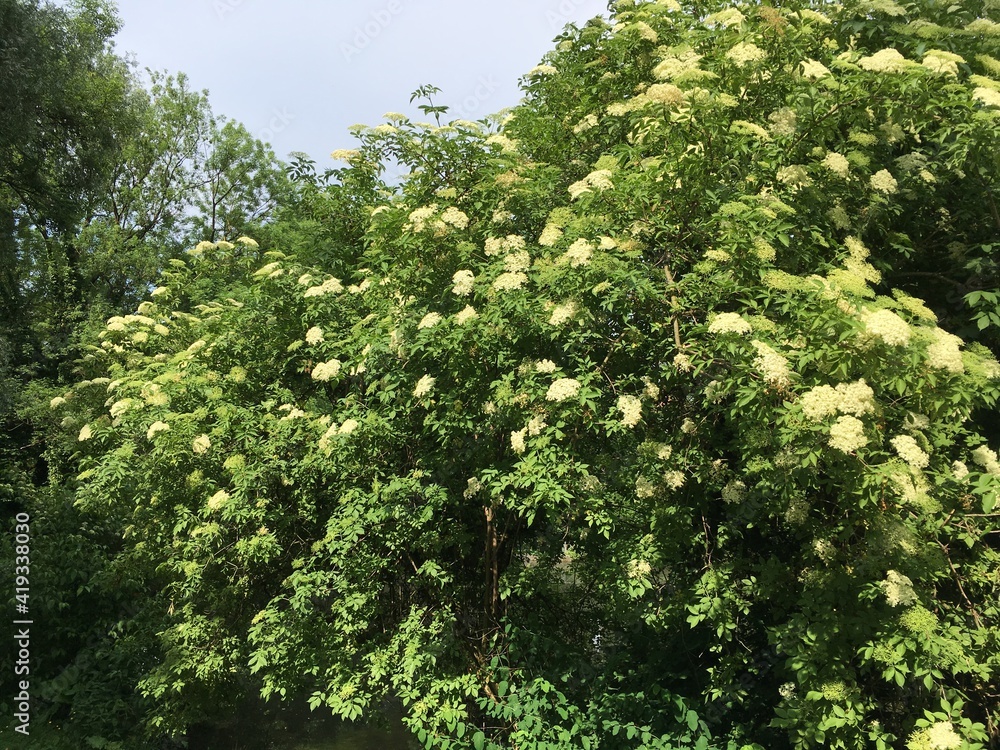 Holunderbusch mit Blüten Holunderbaum 419338030 Holunderbusch mit Blüten Holunderbaum 419338030