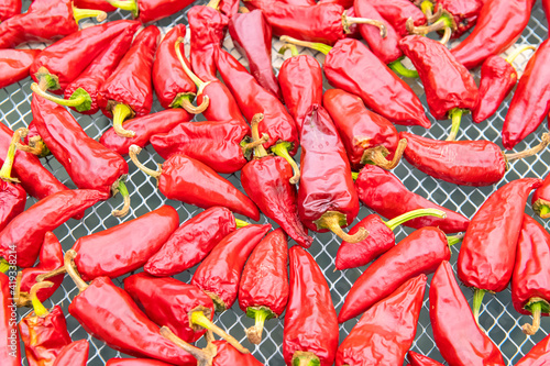Espelette chillies dried in a greenhouse in the Basque country 