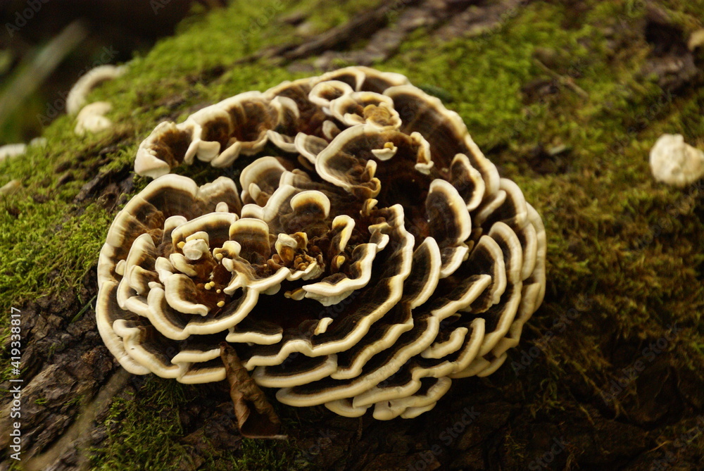 Schmetterlingstramente Baumschwamm in Rosettenform (3) Baumpilz Schmetterlingstramente Baumschwamm in Rosettenform (3) Baumpilz
