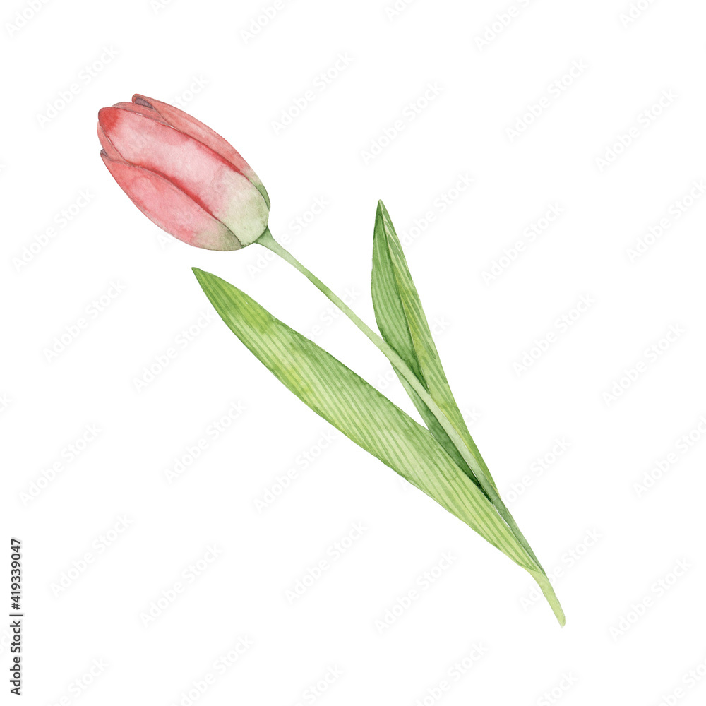 Obraz premium Watercolor hand drawing pink tulip isolated on white background. Closed bud. Festive spring flower.