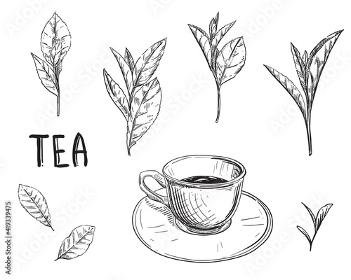 Hand drawn sketch black and white of tea green, black, leaf, cup. Vector illustration. Elements in graphic style label, card, sticker, menu, package. Engraved style illustration.
