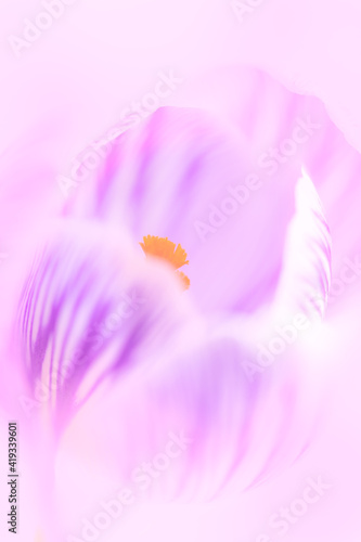 Atristic background of delicate flower - crocus, real macro defocused