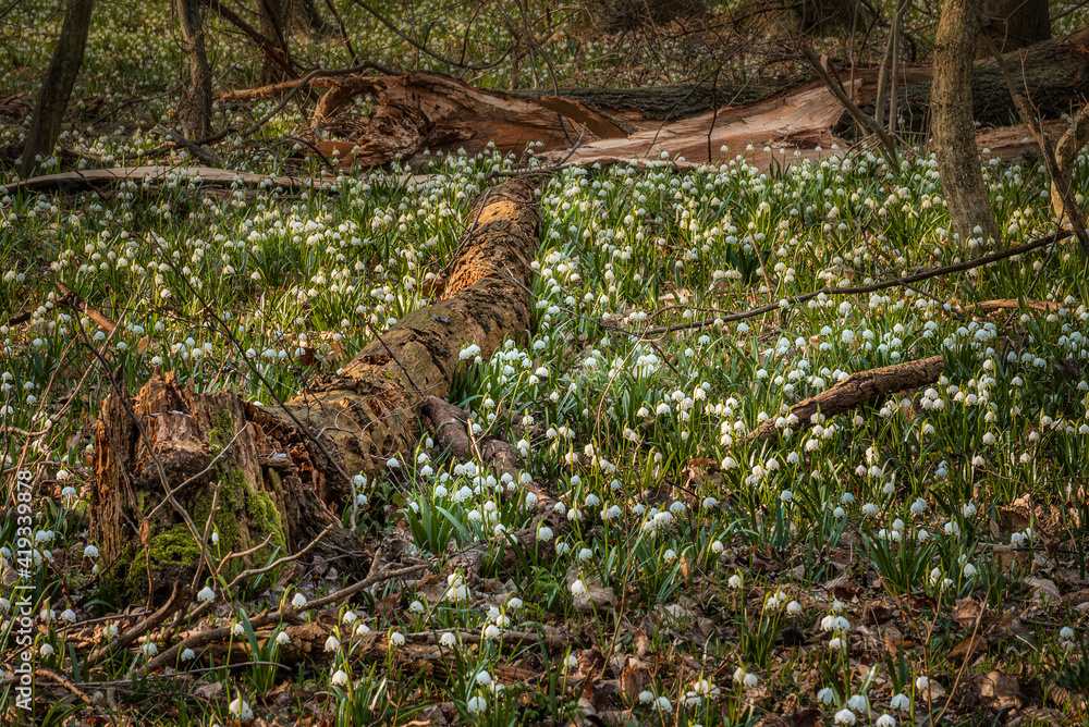 Obraz premium Thousands of snowflake flowers cover the ground of a spring forest between the fallen tree trunks