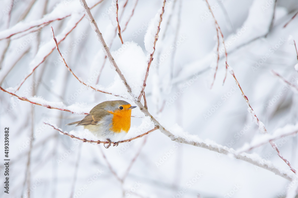 Rotkehlchen im Schnee Rotkehlchen im Schnee