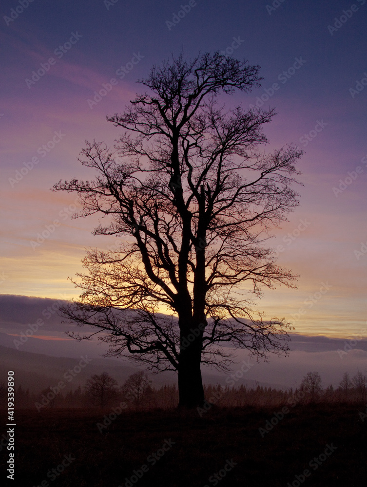 silhouette of a bare tree at sunset / Zhůří, Šumava, Czech Republic