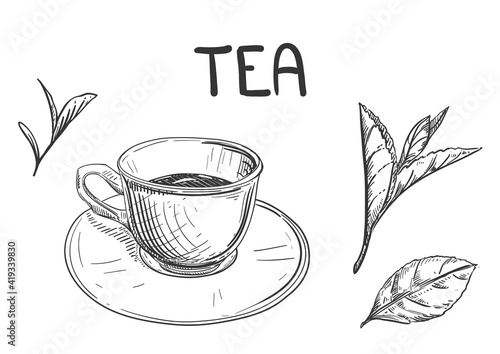 Hand drawn sketch black and white of tea green, black, leaf, cup, plant. Vector illustration. Elements in graphic style label, card, sticker, menu, package. Engraved style illustration.