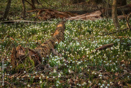 Thousands of snowflake flowers cover the ground of a spring forest between the fallen tree trunks