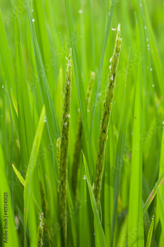 A verdant ear of rice that has begun to bloom with white blossoms and dew on the tips of the rice fields of Thailand.