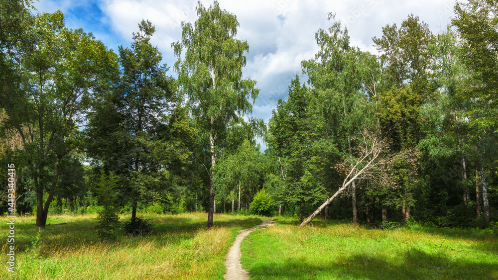 Beautiful green grove with a footpath during summer