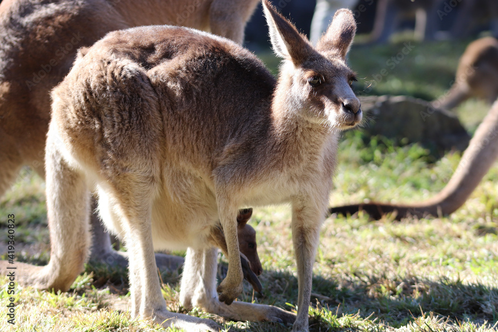 kangaroo and baby