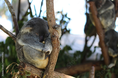Photography koala in tree