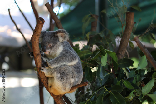 Photography koala in a tree