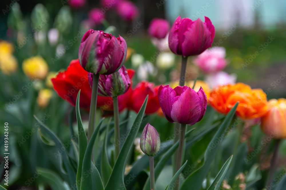 Fresh colorful tulips in the garden. Spring flowers Fresh colorful tulips in the garden. Spring flowers