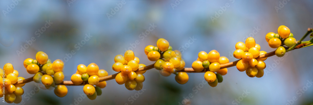 Banner panoramic yellow coffee bean berry plant fresh seed coffee tree growth in Yellow Bourbon eco organic farm. Panorama yellow ripe seed berries harvest arabica coffee garden with empty copy space