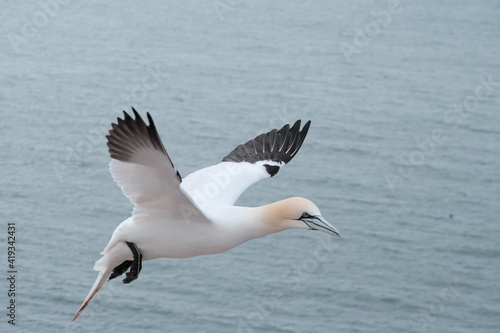 Basstölpel Helgoland