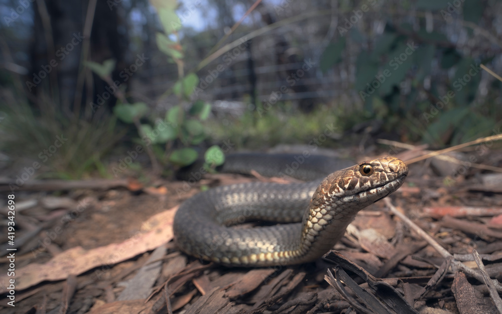 Fototapeta premium Highlands copperhead (Austrelaps ramsayi) in forest habitat