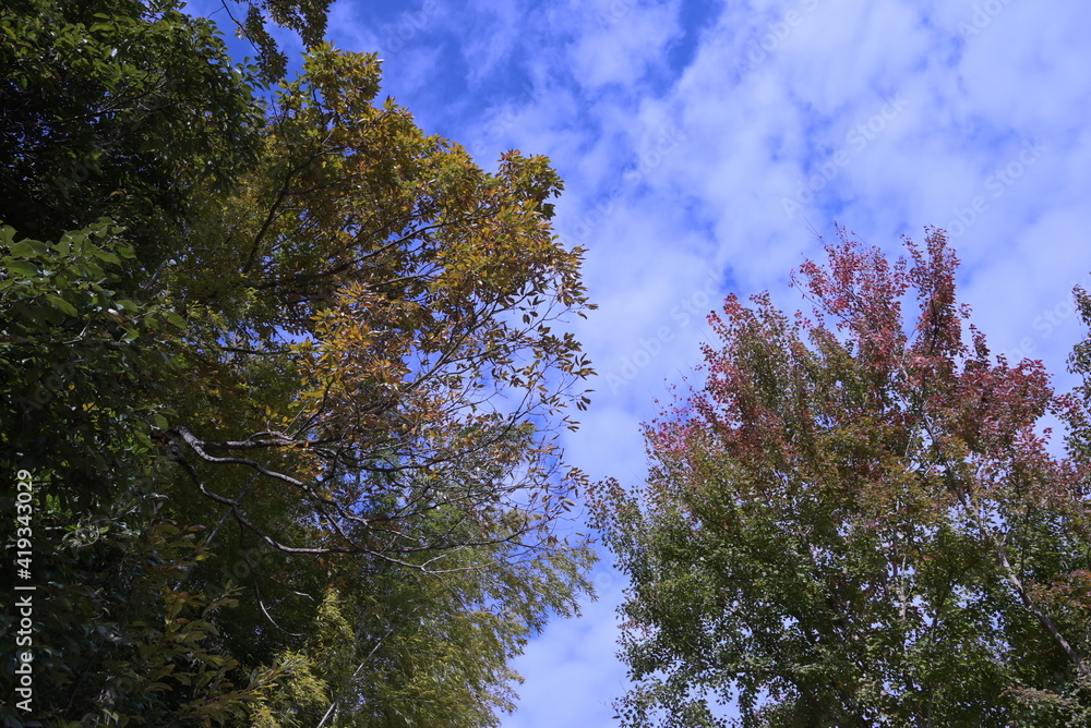 Obraz premium 紅葉と青